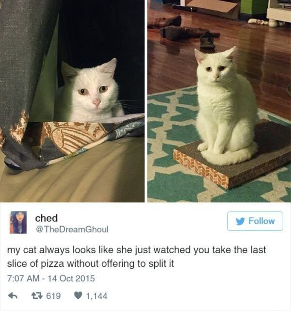 Extremely Funny Cat Posts for Your Pleasure