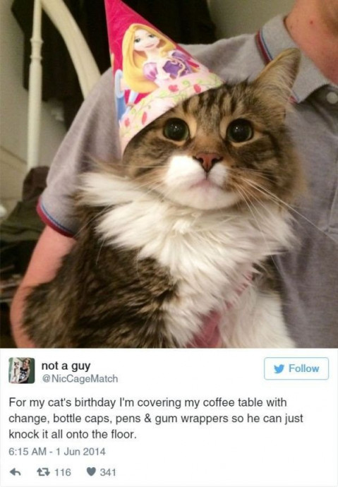 Extremely Funny Cat Posts for Your Pleasure