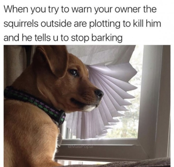 Dog Memes to Start Your Day With a Smile