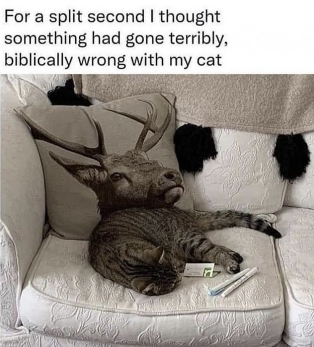 Some Cats Living out Human Problems