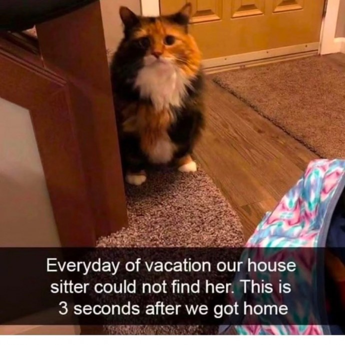 Cat Snaps Featuring Both Wholesomeness and Adorability