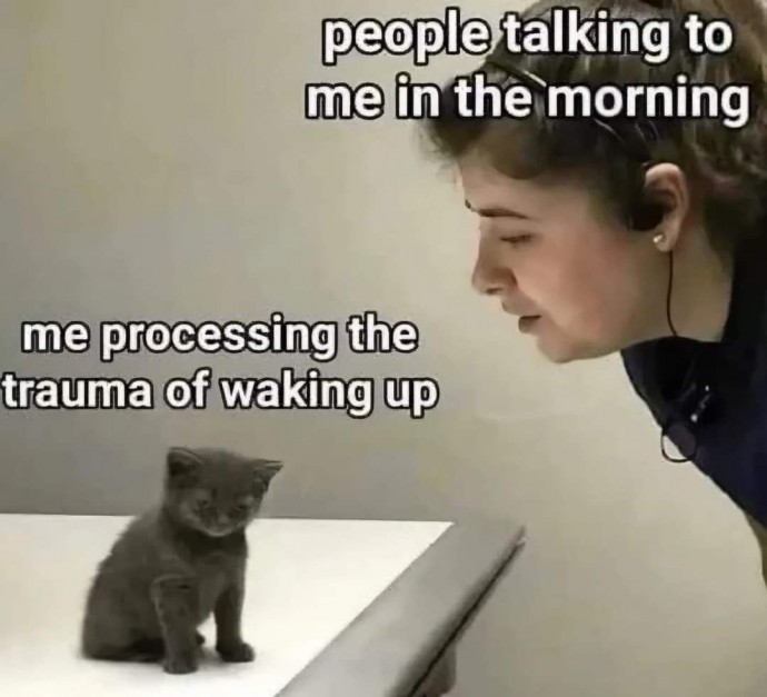 Amazing Funny Kitties to Make You Laugh Just a Little Bit