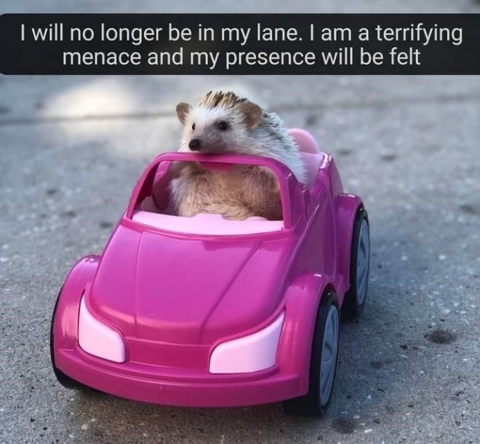 Incredible Animal Memes Just to Get You in the Right Mood