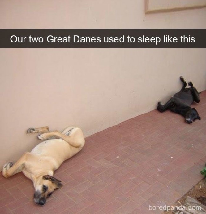 So Funny and True Dog Memes You Definitely Need to See