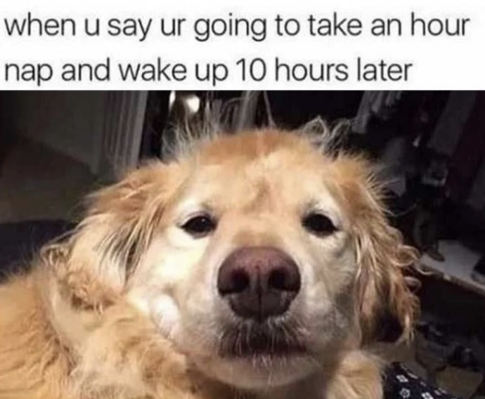 Some Pretty Dog Memes to Make You Laugh