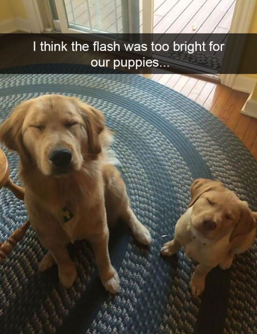 Funny Pups Memes for Your Enjoyment