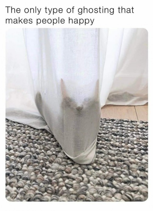 Meowtastic Posts to Bring You a Dose of Feline Goodness