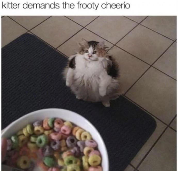 Funny Cat Memes to Ring in Friday