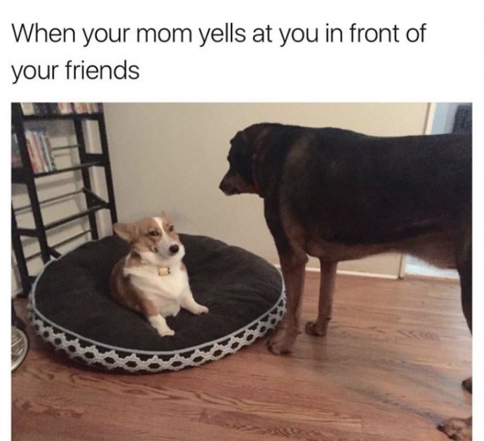 Hilarious Dog Memes to Crack You up This Morning