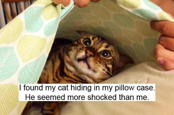 Funny Memes About Being a Cat Owner