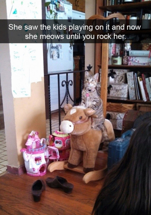 Funny Cat Snapchats