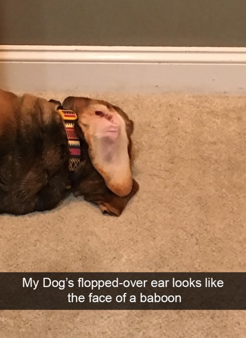 Funny and Cute Dog Snapchats That Will Make Your Day