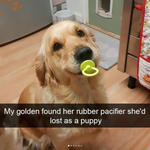 Dog Snapchats Will Never Let You Down
