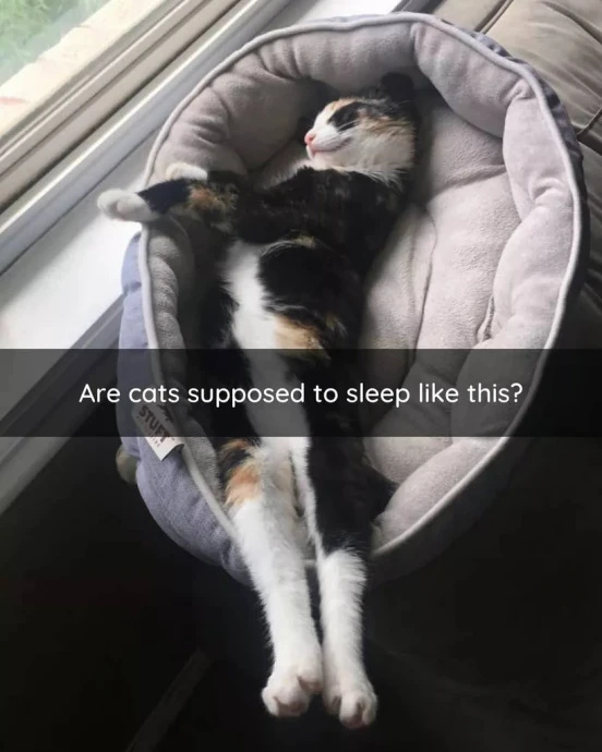 Hilarious Cat Snaps