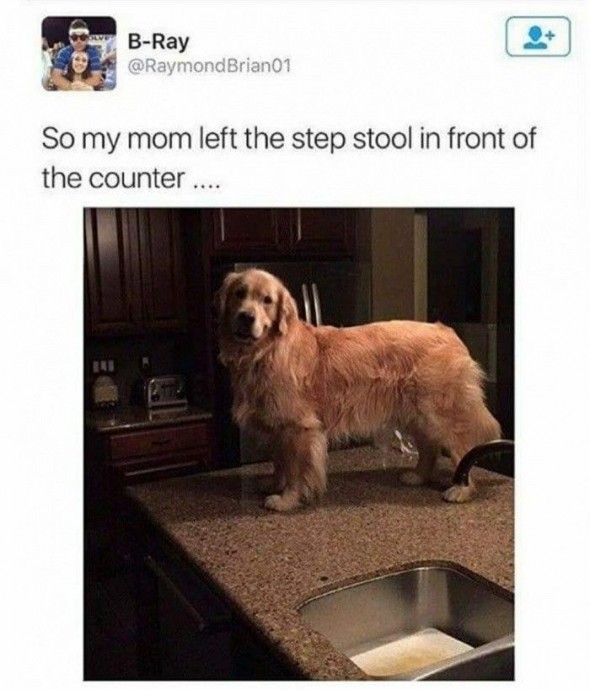 So Funny and True Dog Memes You Definitely Need to See