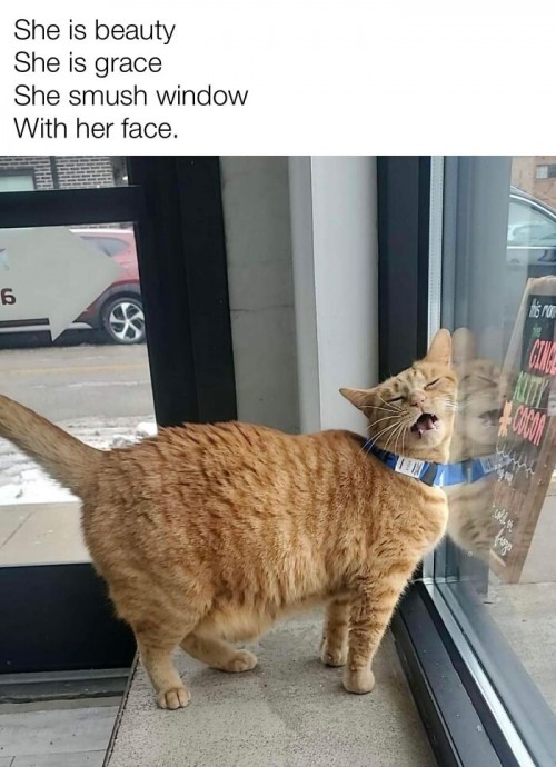 Meowtastic Posts to Bring You a Dose of Feline Goodness