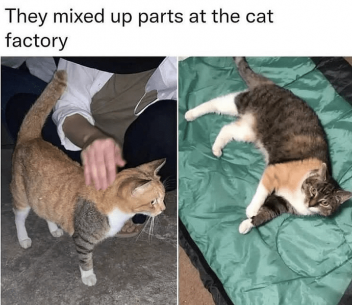 Relatable Cat Memes to Get You Cackling With Laughter