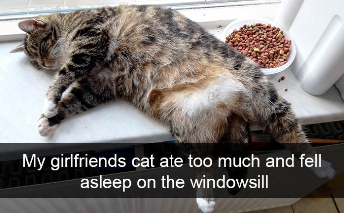 Hilarious Cat Pics That Will Leave You With the Biggest Smile