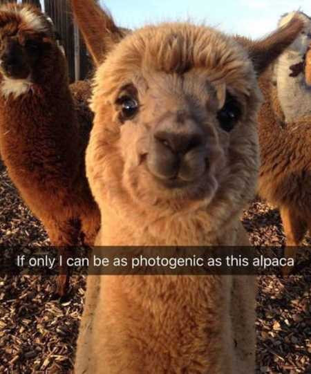 Incredible Animal Memes to Start the Week off Right
