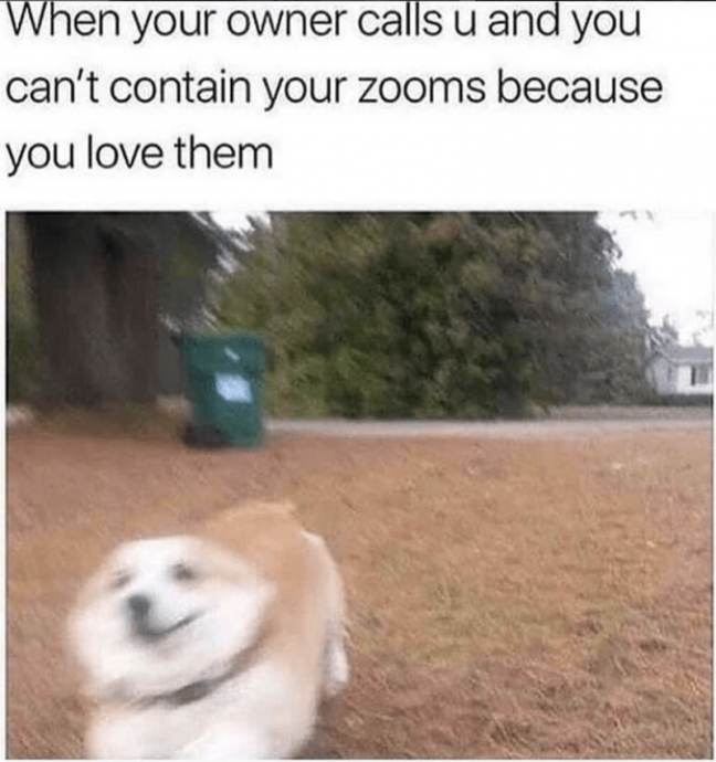Too Funny and Wholesome Animal Memes for You