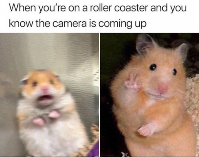 Some of the Cutest Hamster Memes Ever