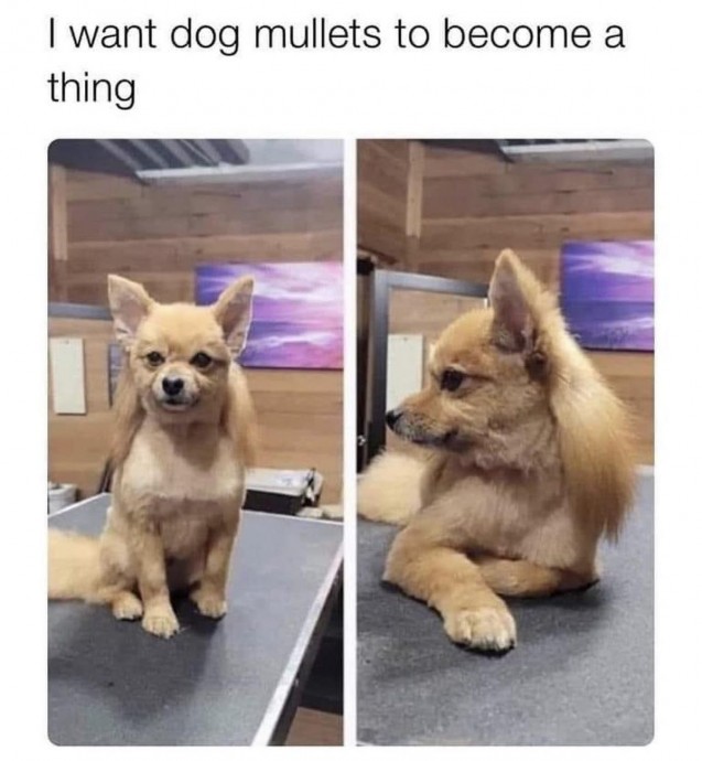 Wonderful Dog Memes on Their Way to Cheer You Up