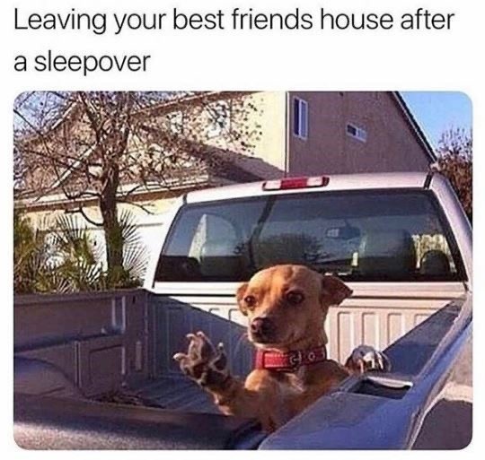 Roll in the Day With Some Dog Memes