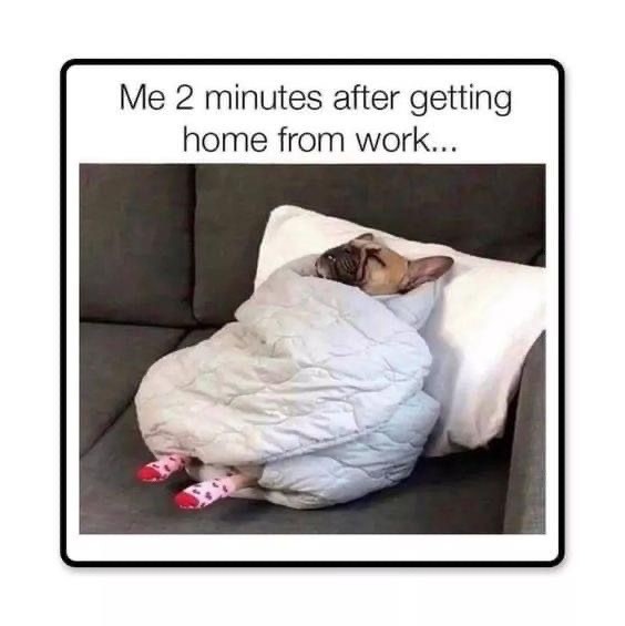 Memes Both Relatable and Pleasantly Dumb