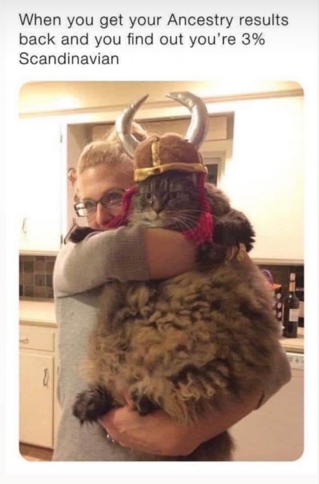 Funny Cats to Have Some Great Time Today