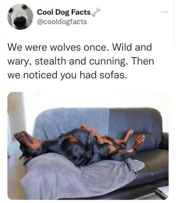 Animal Memes for Your Daily Entertainment