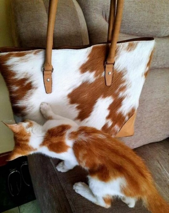 Meowtastic Posts to Bring You a Dose of Feline Goodness