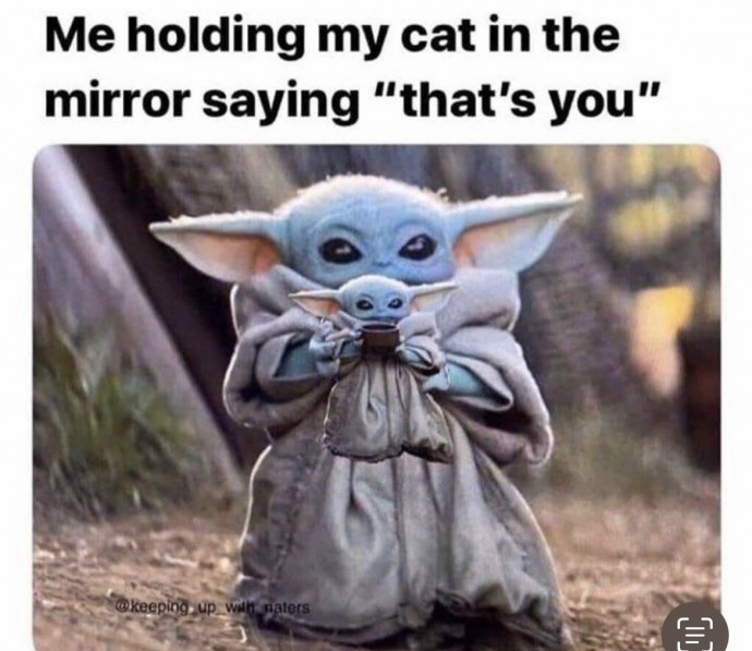 Cat Memes Will Bright up Your Weekend Updated