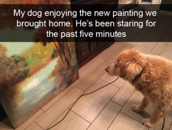 Funny Doggies Snaps That’ll Entertain You