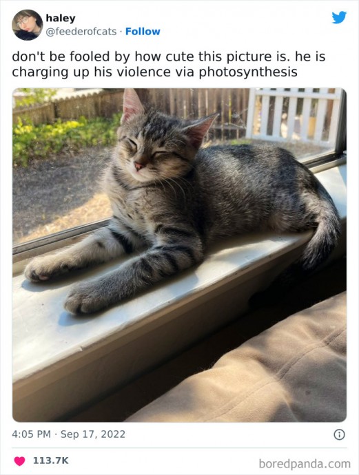 Meowtastic Posts to Bring You a Dose of Feline Goodness