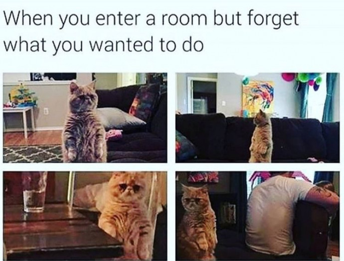 Funny Cat Pics to Laugh at the End of the Weekend