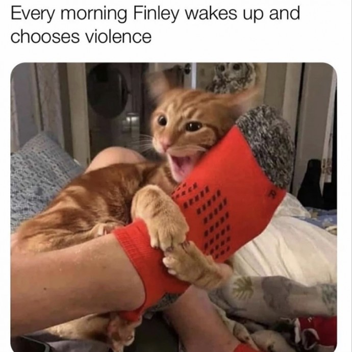 Rise and Shine With Funny Animal Pics