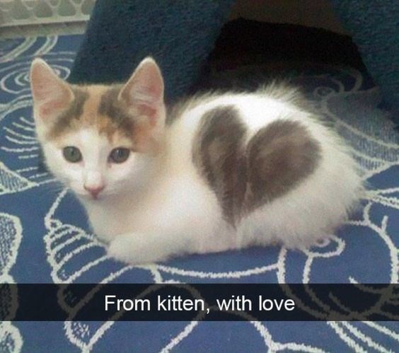 Cuteness Overload: Teeny Tiny Kitten Snaps