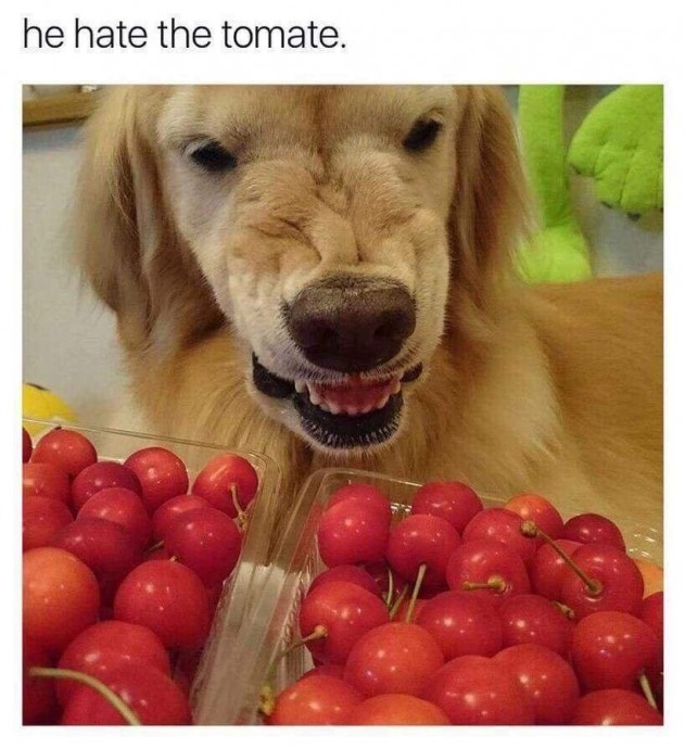 Funny animal memes that'll cure all of your angst