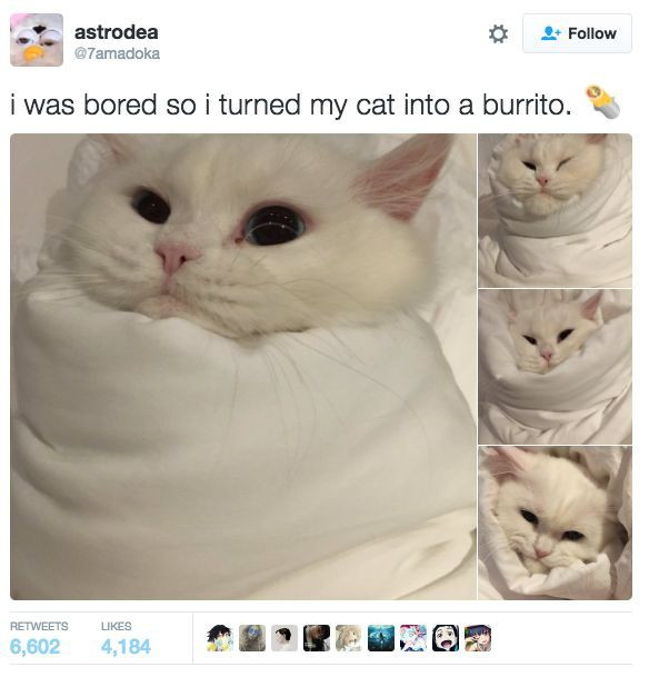 Top Funny Cat Tweets for Cat Owners