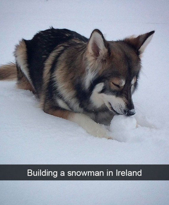 Funny and Cute Dog Snapchats That Will Make Your Day