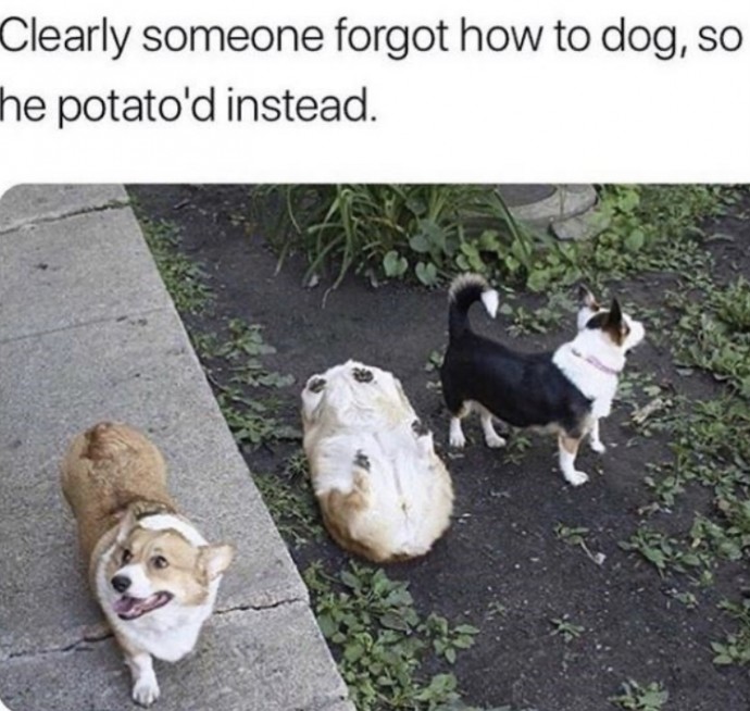 Doggies Memes for You to Have a Good Time