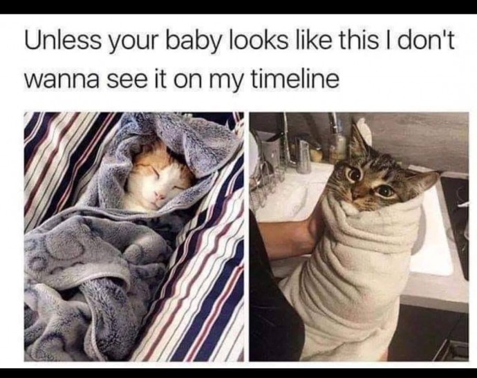 Cute Cats That Will Upper Your Mood