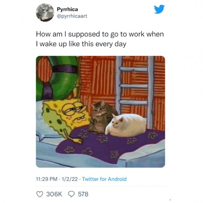 Kitty Pics for Pleasant and Funny Day