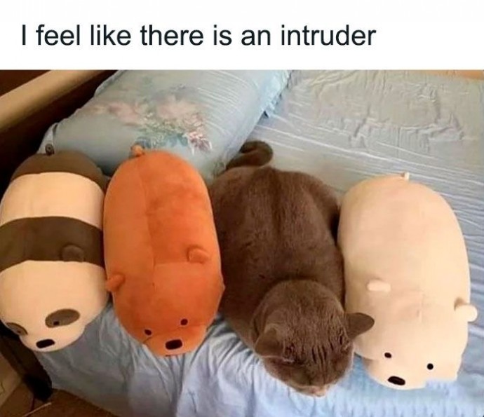 The Only Cat Memes You Definitely Need to See Now