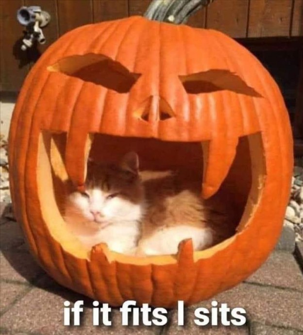 Funny Animals of the Day to Make You Smile