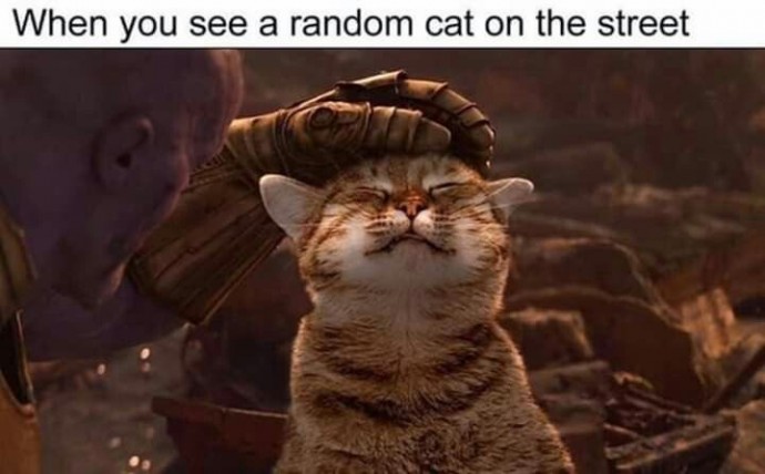 Great Pics for All the Cat Owners