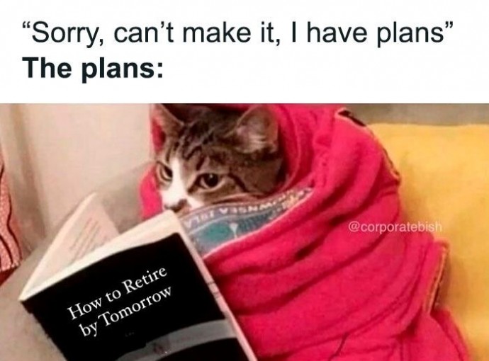 Top Funny Feline Memes to Spend the Evening Greatly