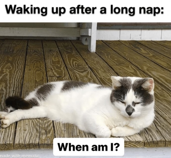 Too Hilarious and True - This is All About Your Cat