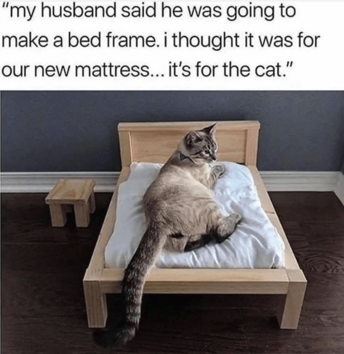Funniest Feline Memes for Obsessed Cat Owners