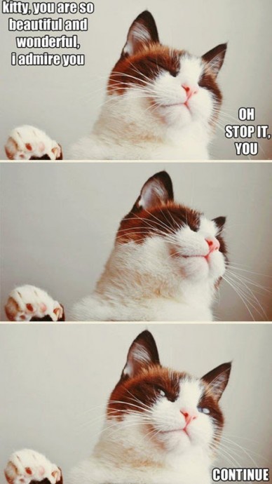 Funny pictures with cats